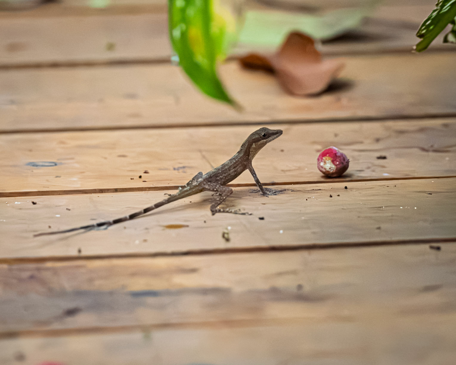 Ground Anole
