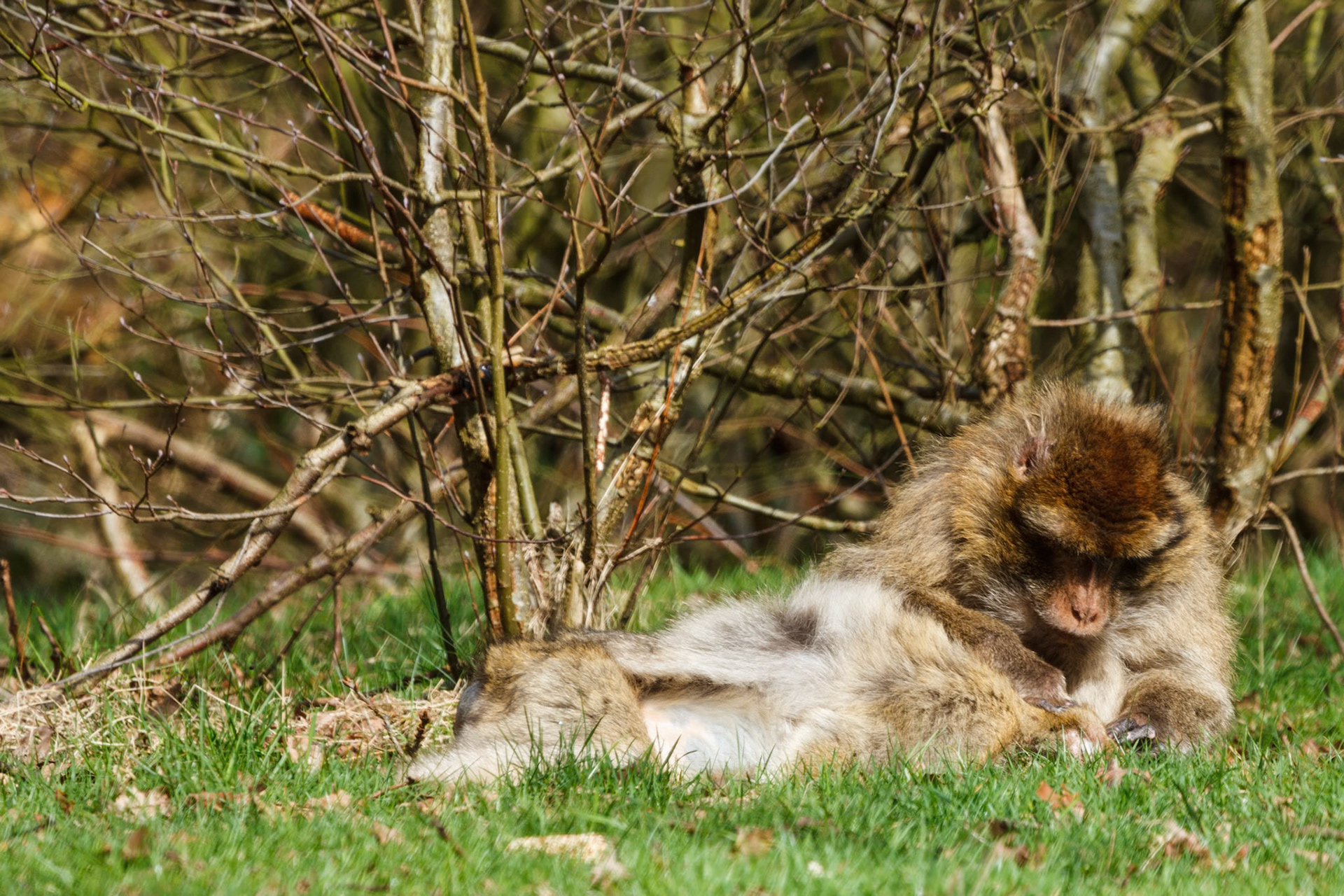 Trentham Monkey Forest, Barbary Macaques