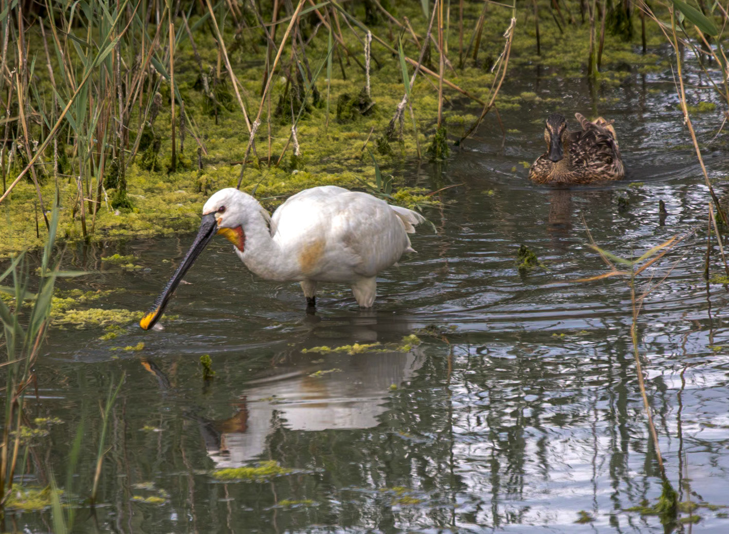 Spoonbill