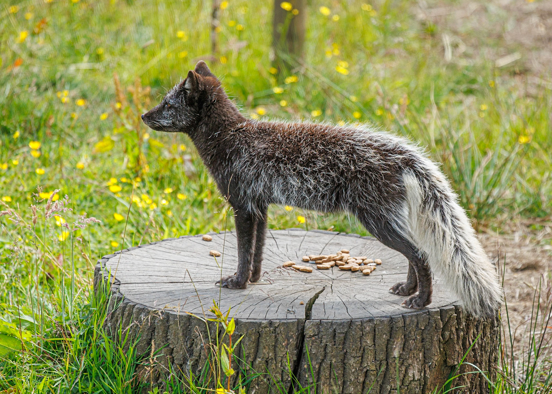 Arctic Fox, Peak Wildlife Park
