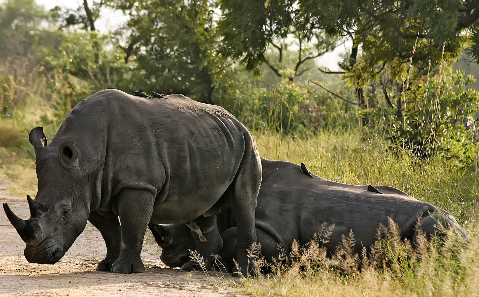 Kruger National Park South Africa
