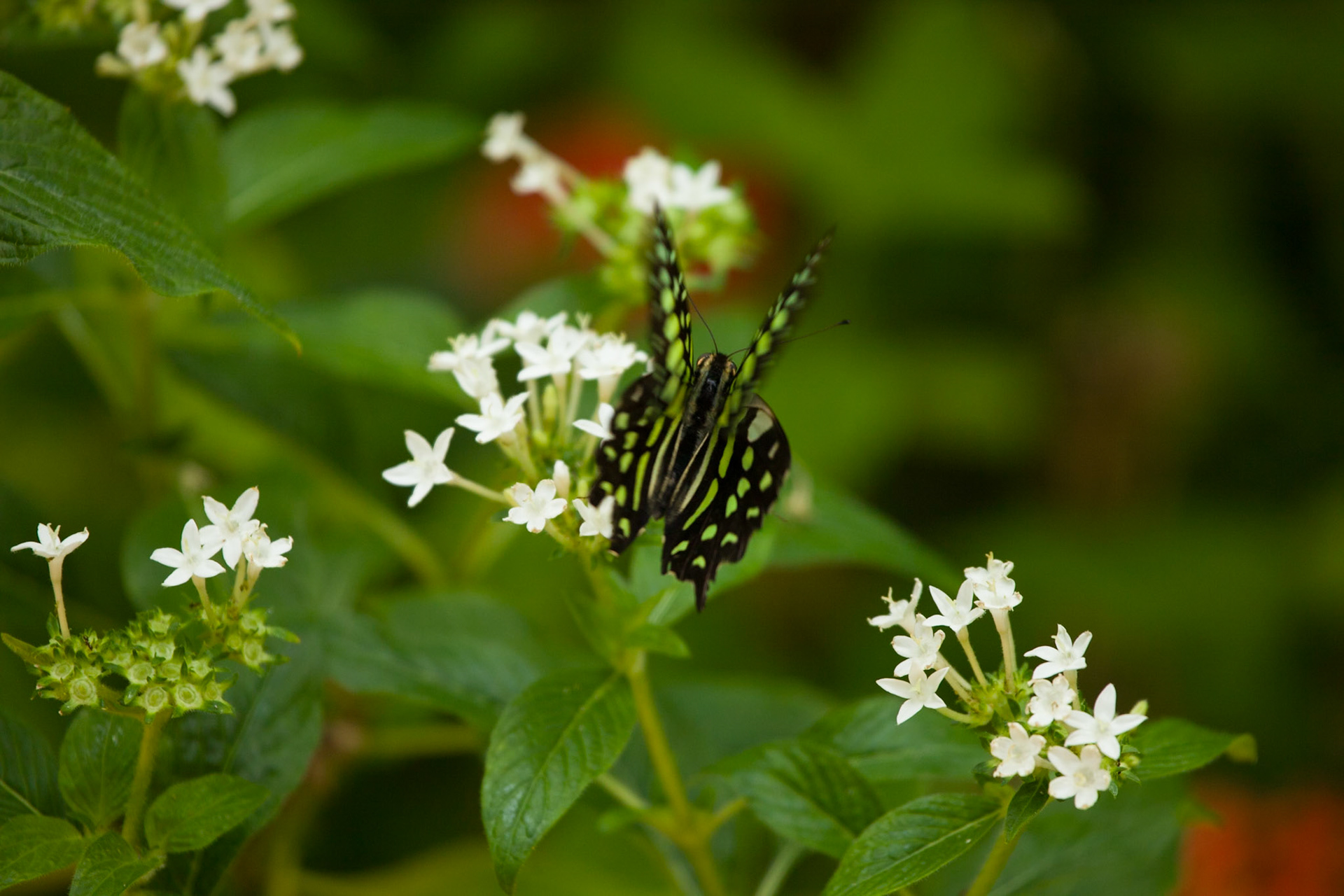 Palmitos Park, Gran Canaria, Butterflys