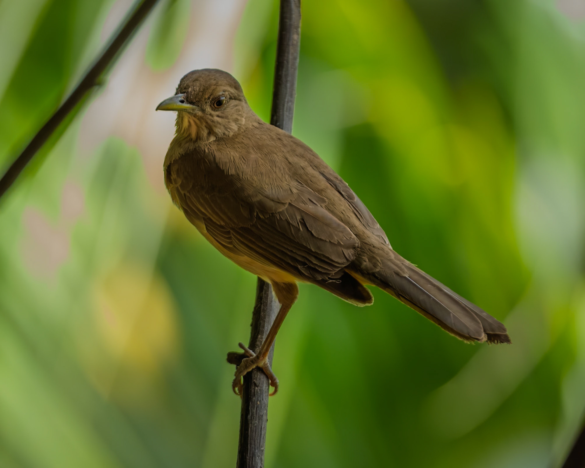 Clay Coloured Robin (National Bird)