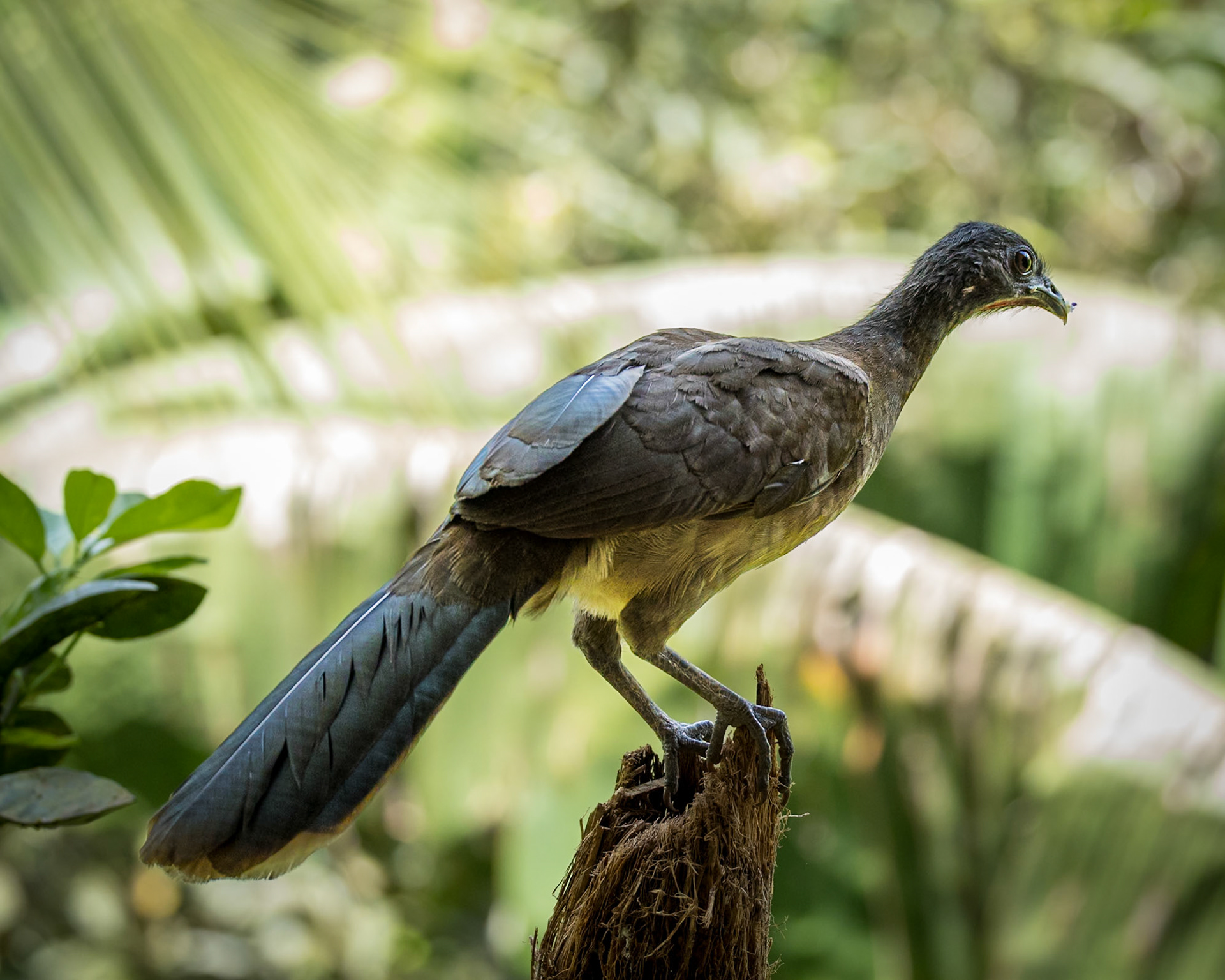 Grey Headed Chachalaca