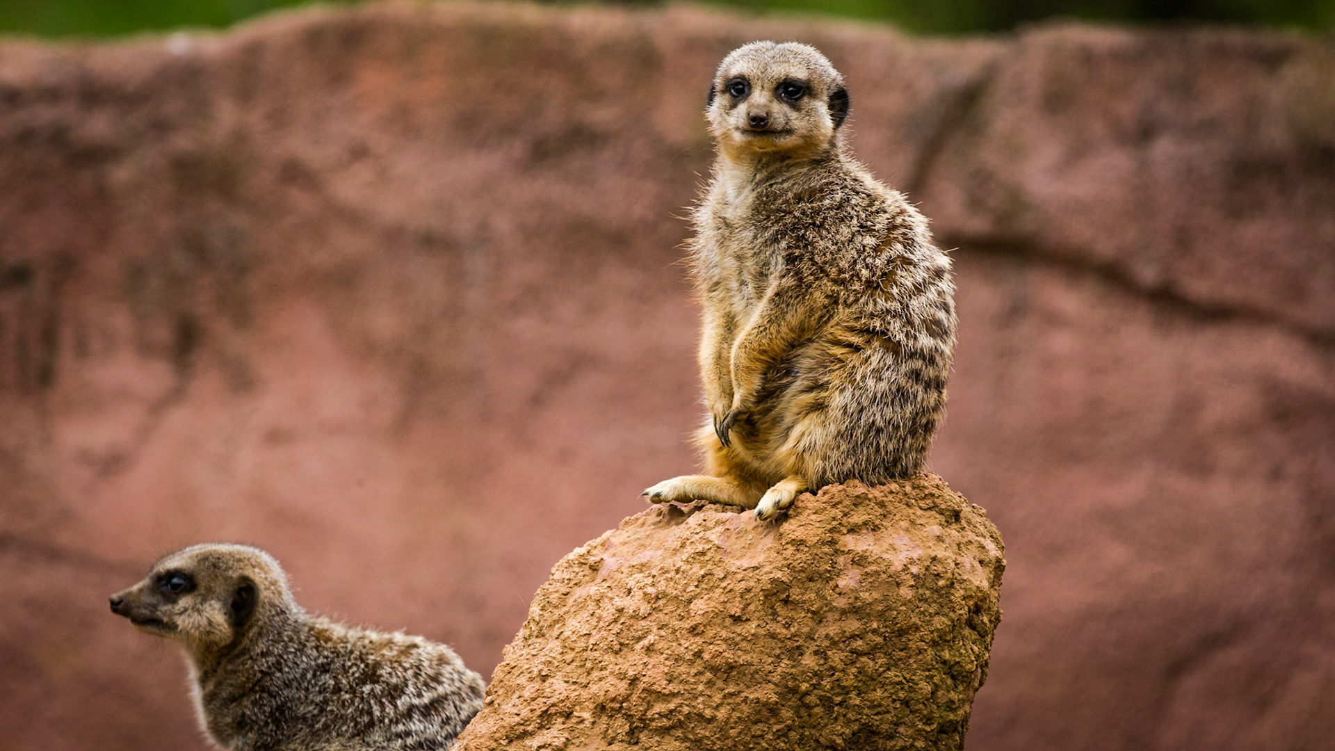 Chester Zoo