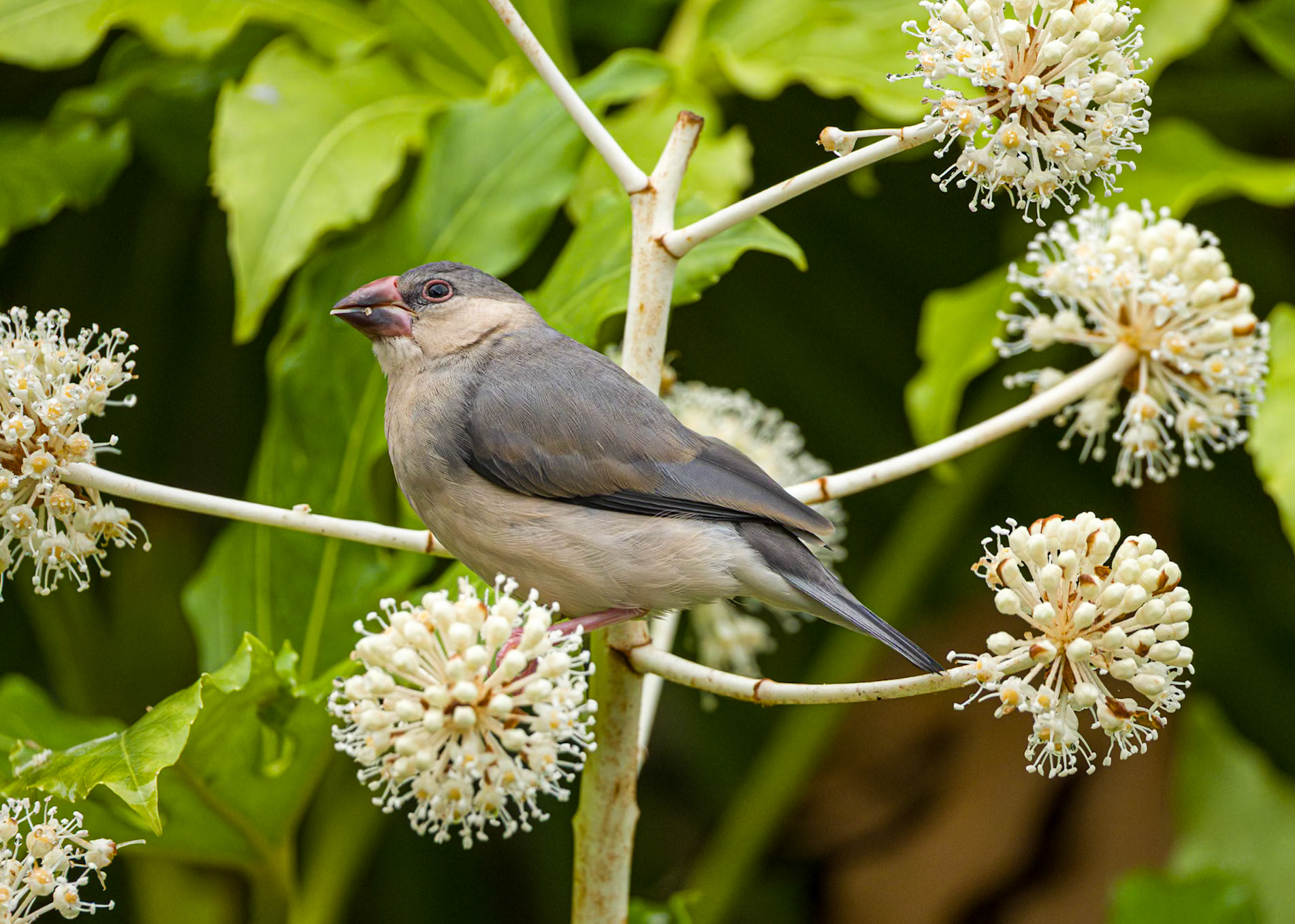 Java Sparrow