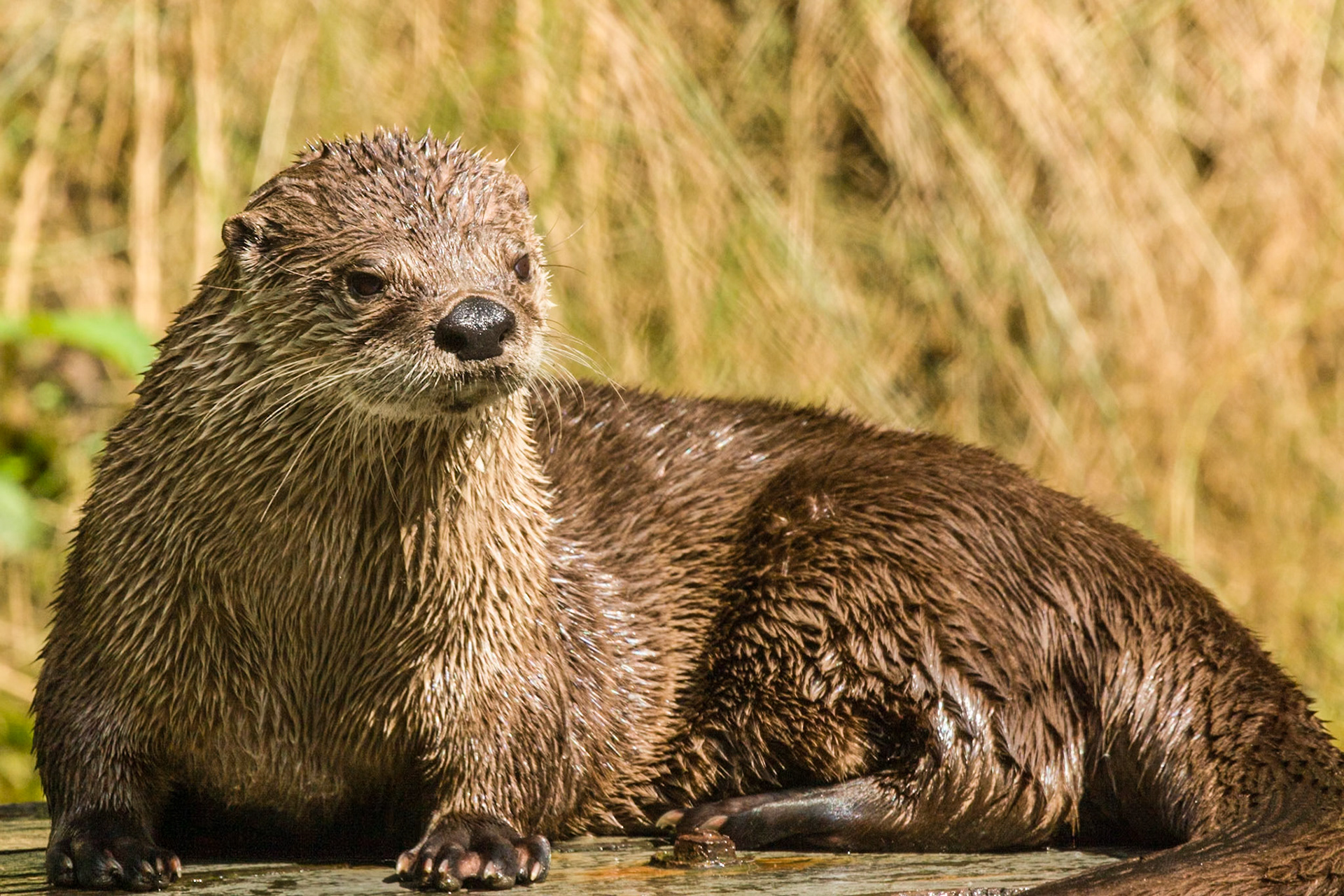 Chestnut Centre Otter, Owl and Wildlife Park, Chapel-en-le-Frith