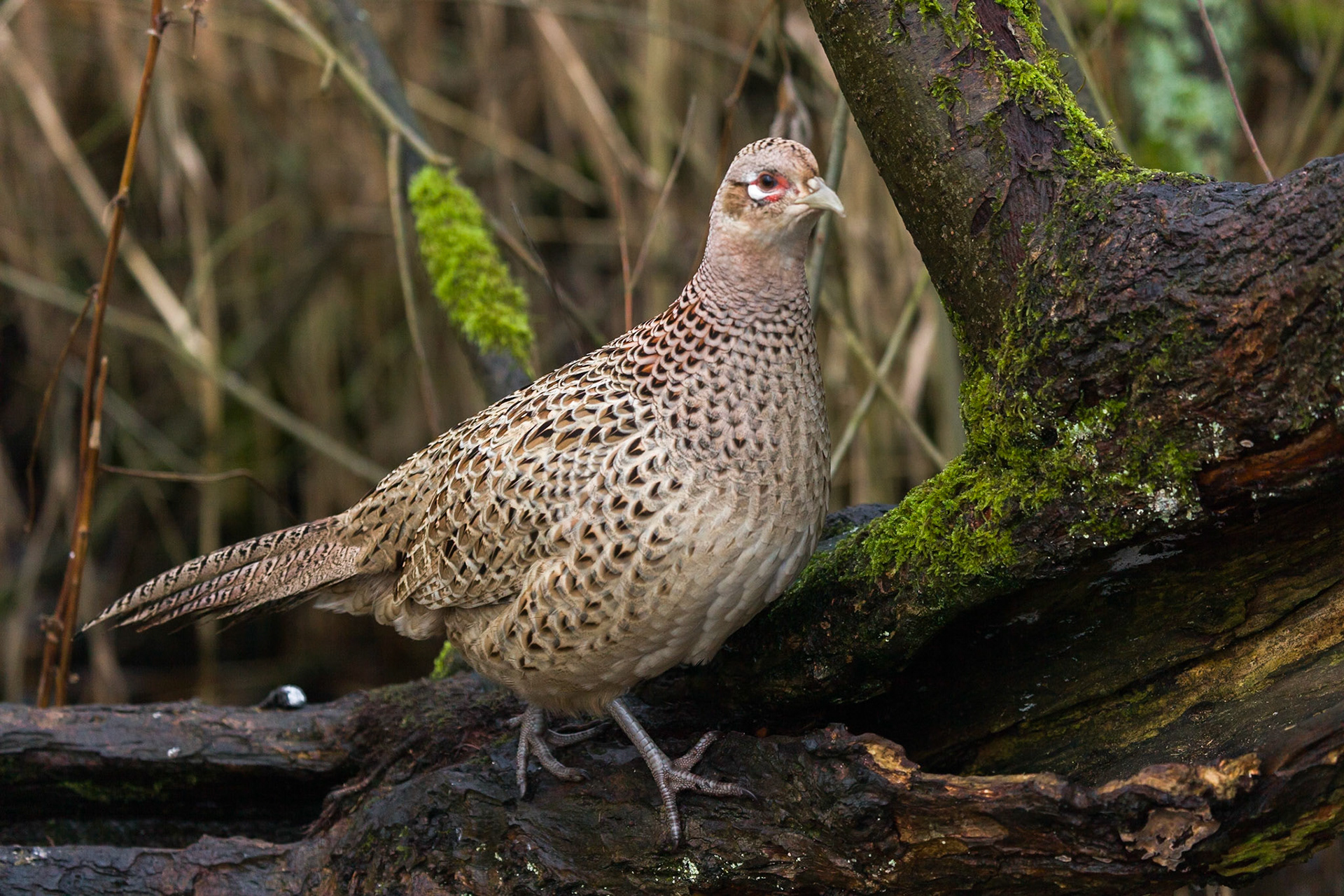 RSPB Leighton Moss