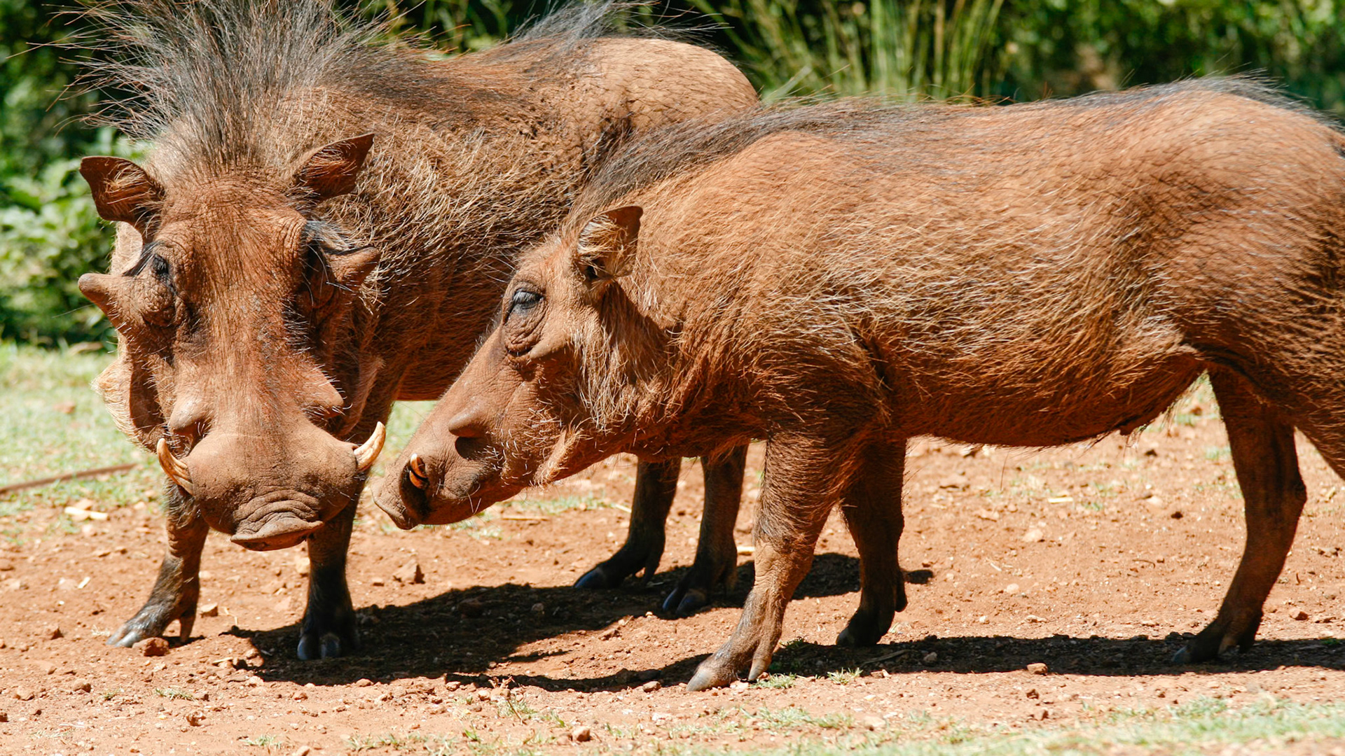 Rhino and Lion Nature Reserve