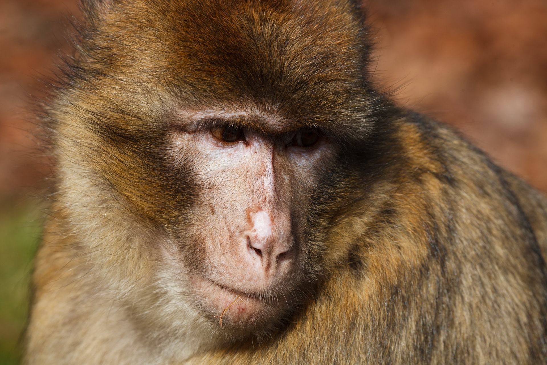 Trentham Monkey Forest, Barbary Macaques