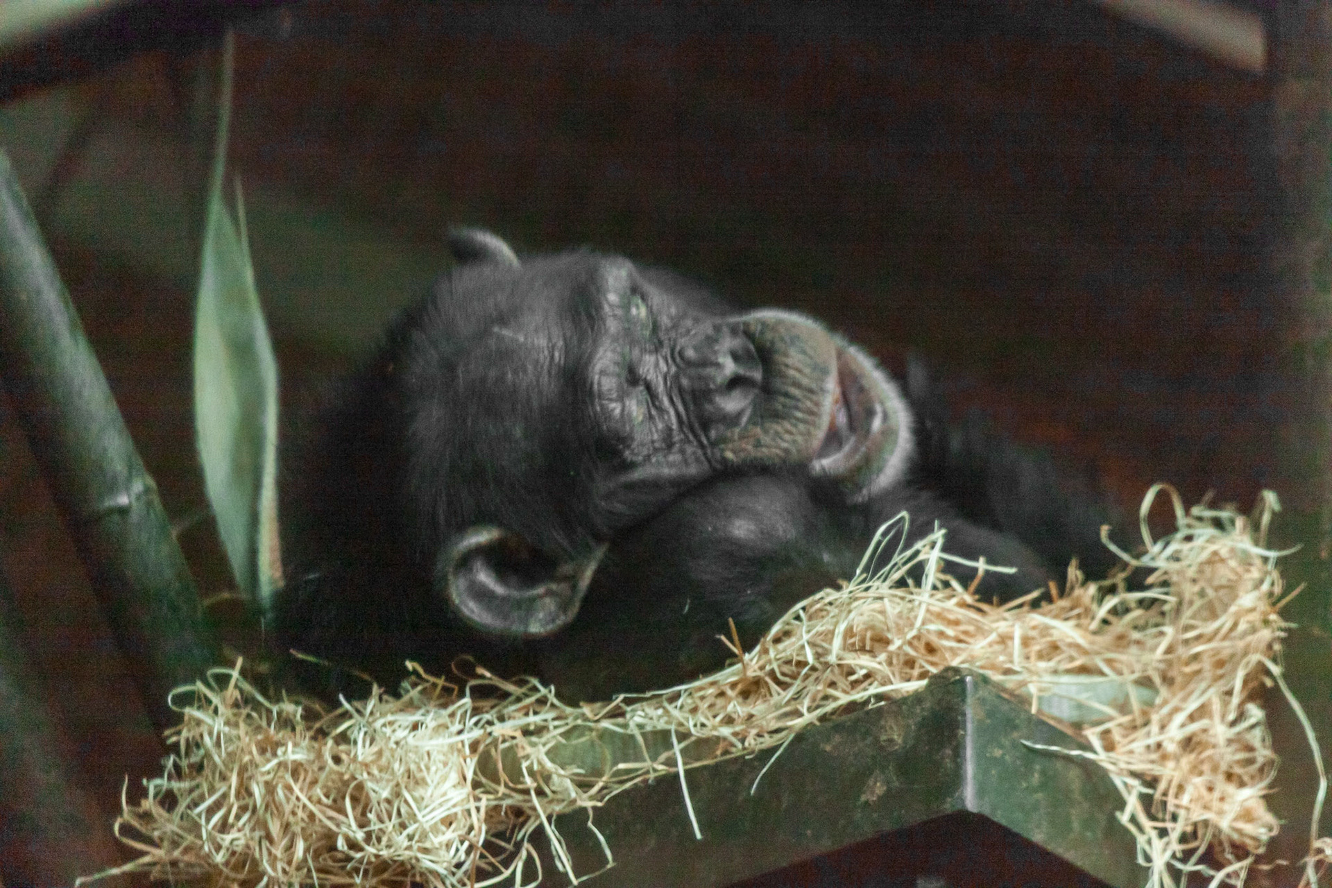 Chester Zoo
