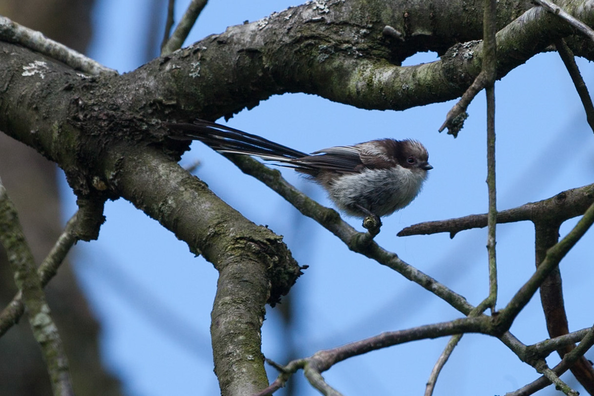 Long Tailed Tit