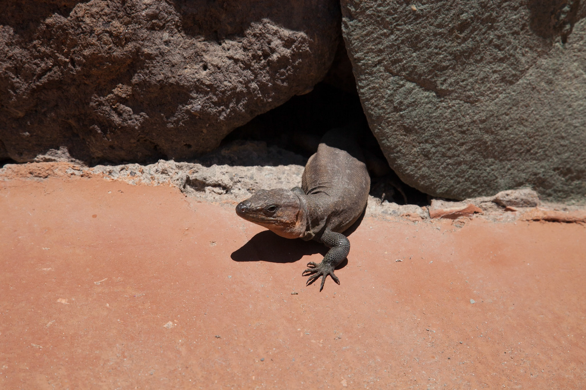The Gran Canaria Giant Lizard (Gallotia stehlini) is a species of lizard in the Lacertidae family that grows to lengths up to 80 cm. It is endemic to Gran Canaria in the Canary Islands of Spain. Its natural habitats are temperate shrubland, Mediterranean-type shrubby vegetation, rocky areas, rocky shores, and pastureland.