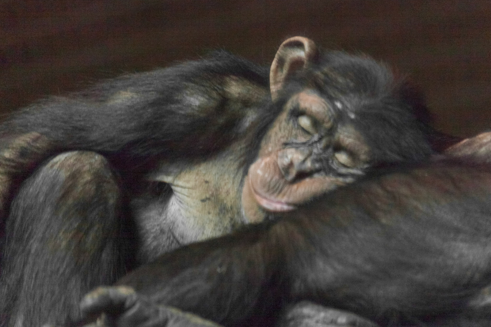 Chester Zoo