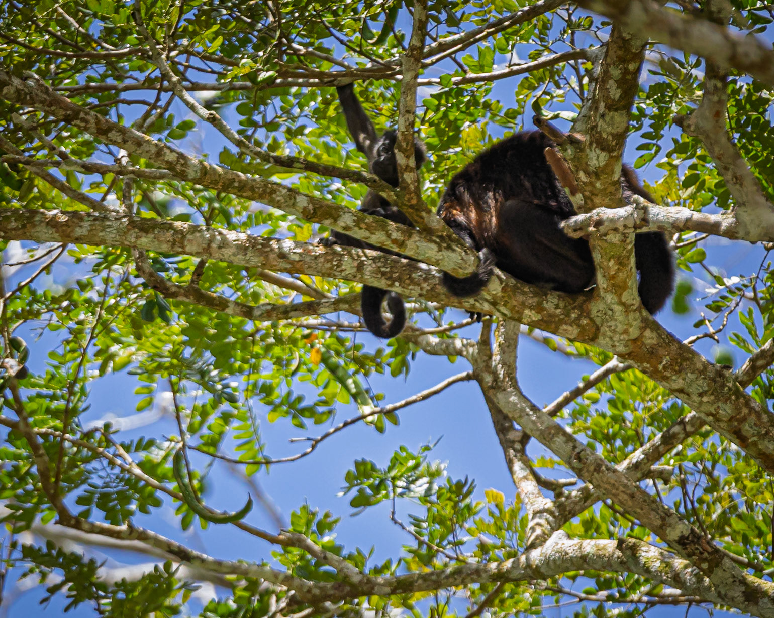 Howler Monkey