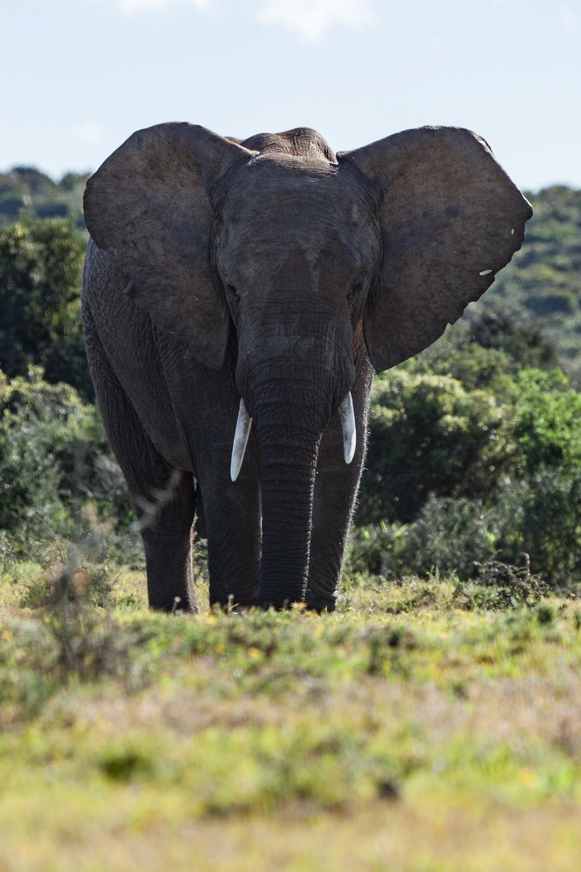 Addo Elephant National Park SA