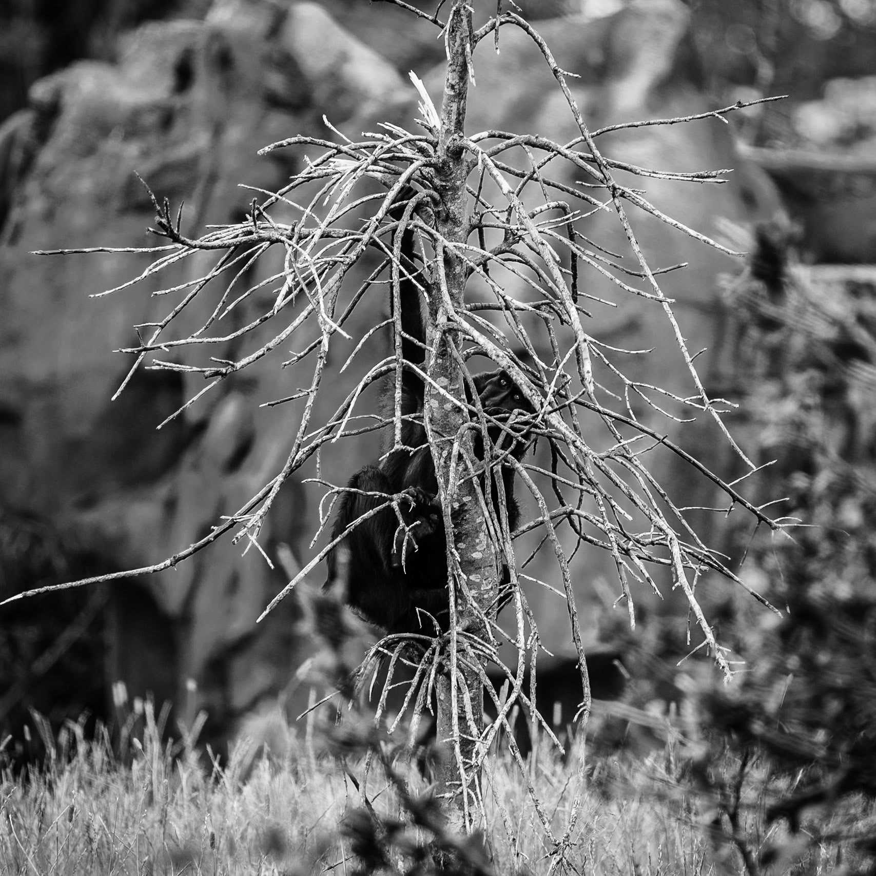 Chester Zoo 2017