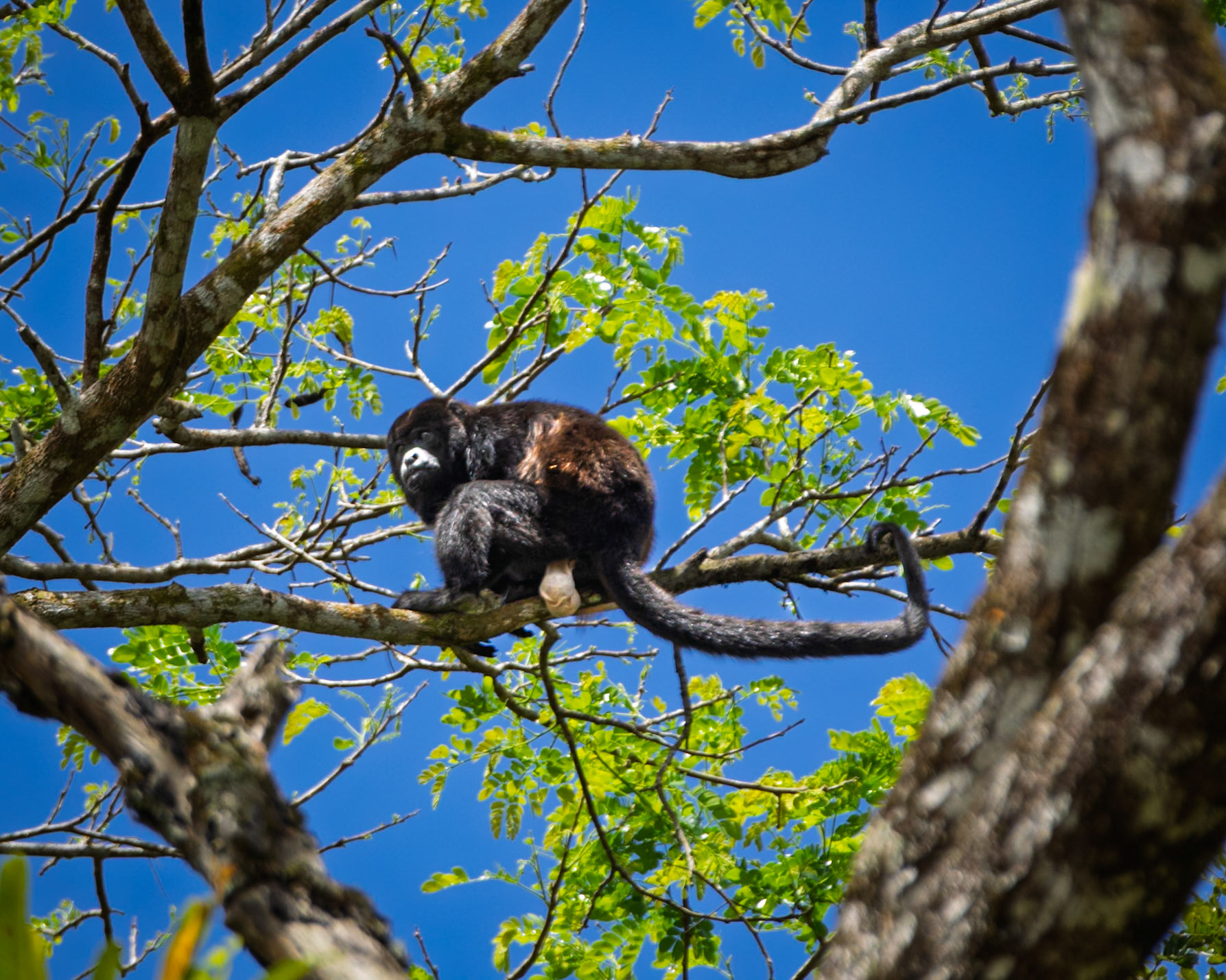 Howler Monkey