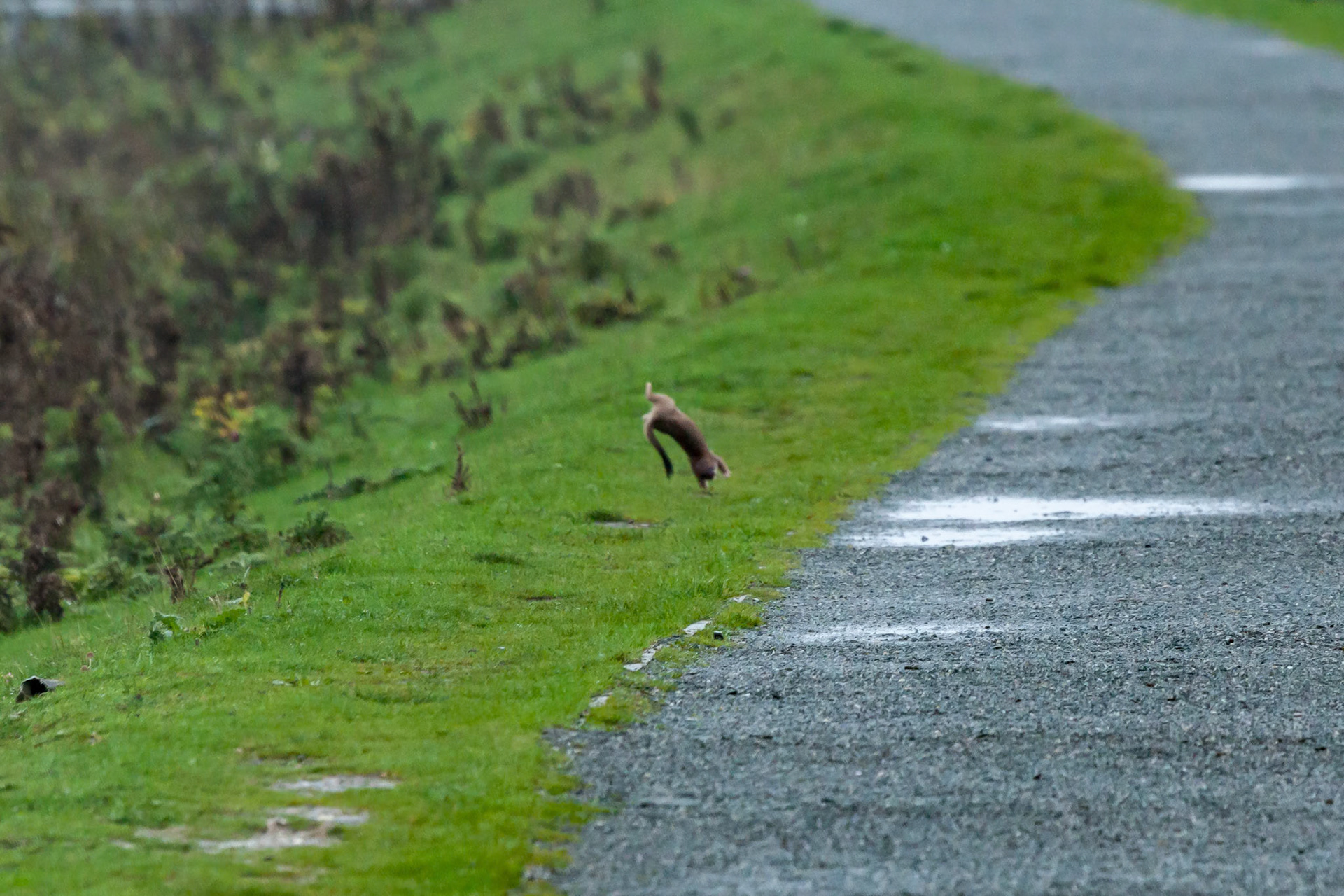 Stoat somersaulting for joy as he is at RSPB Minsmere