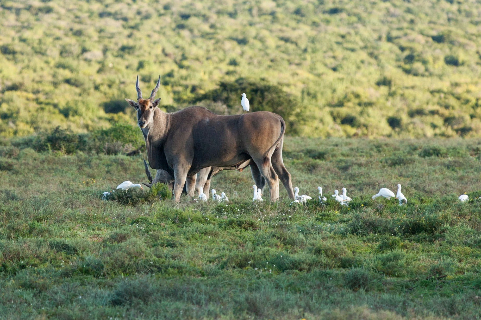 Addo Elephant National Park SA