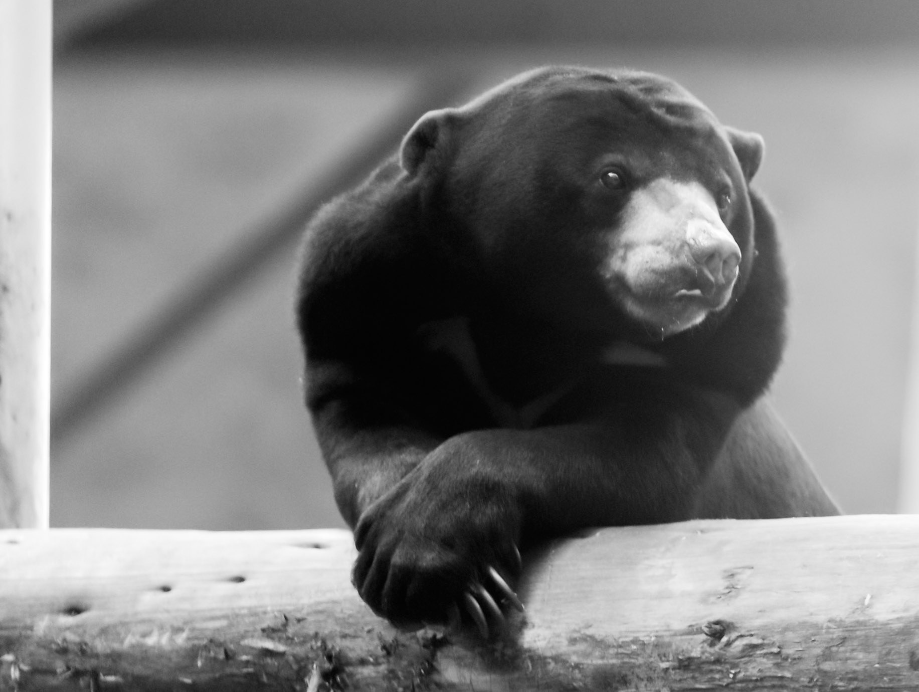 Chester Zoo 2017