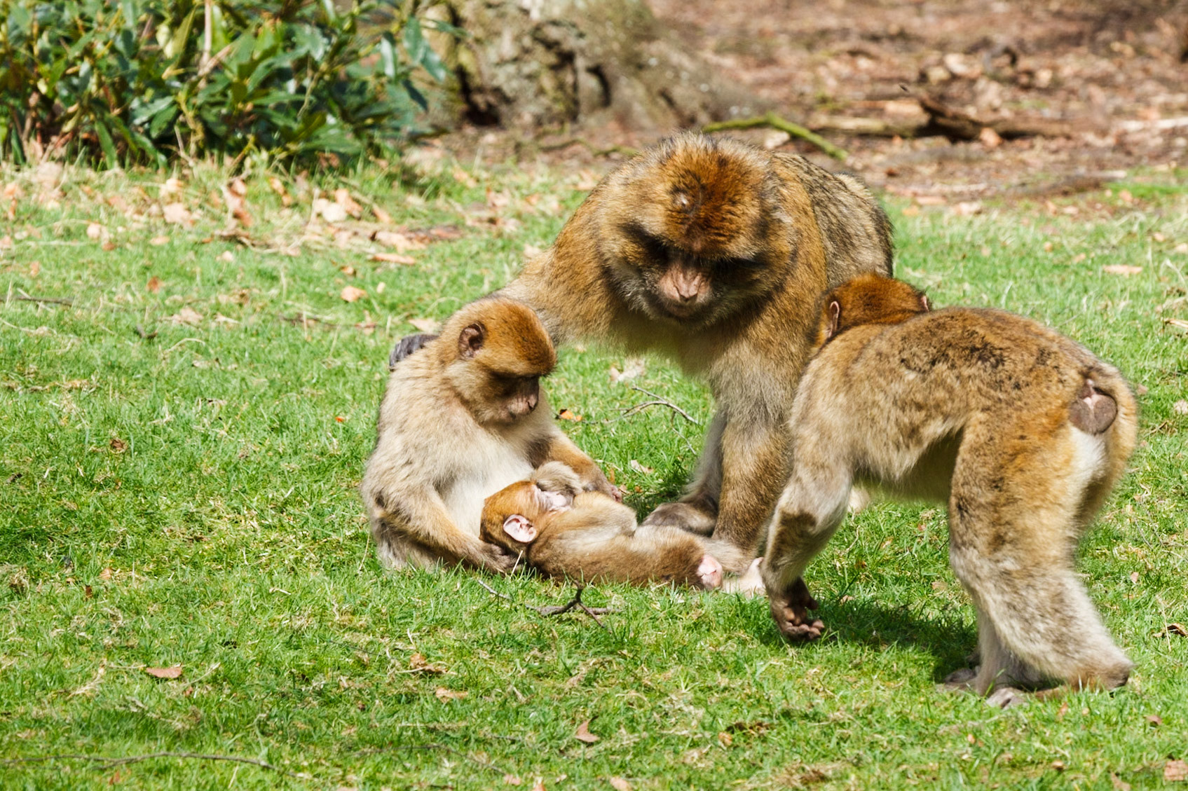 Trentham Monkey Forest, Barbary Macaques