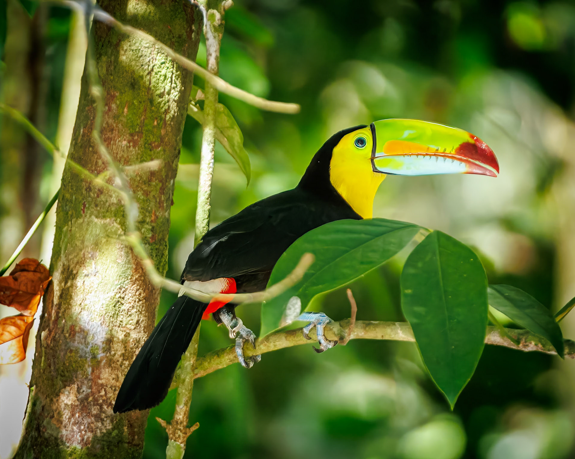 Jaguar Rescue Centre, Black-mandibled Toucan