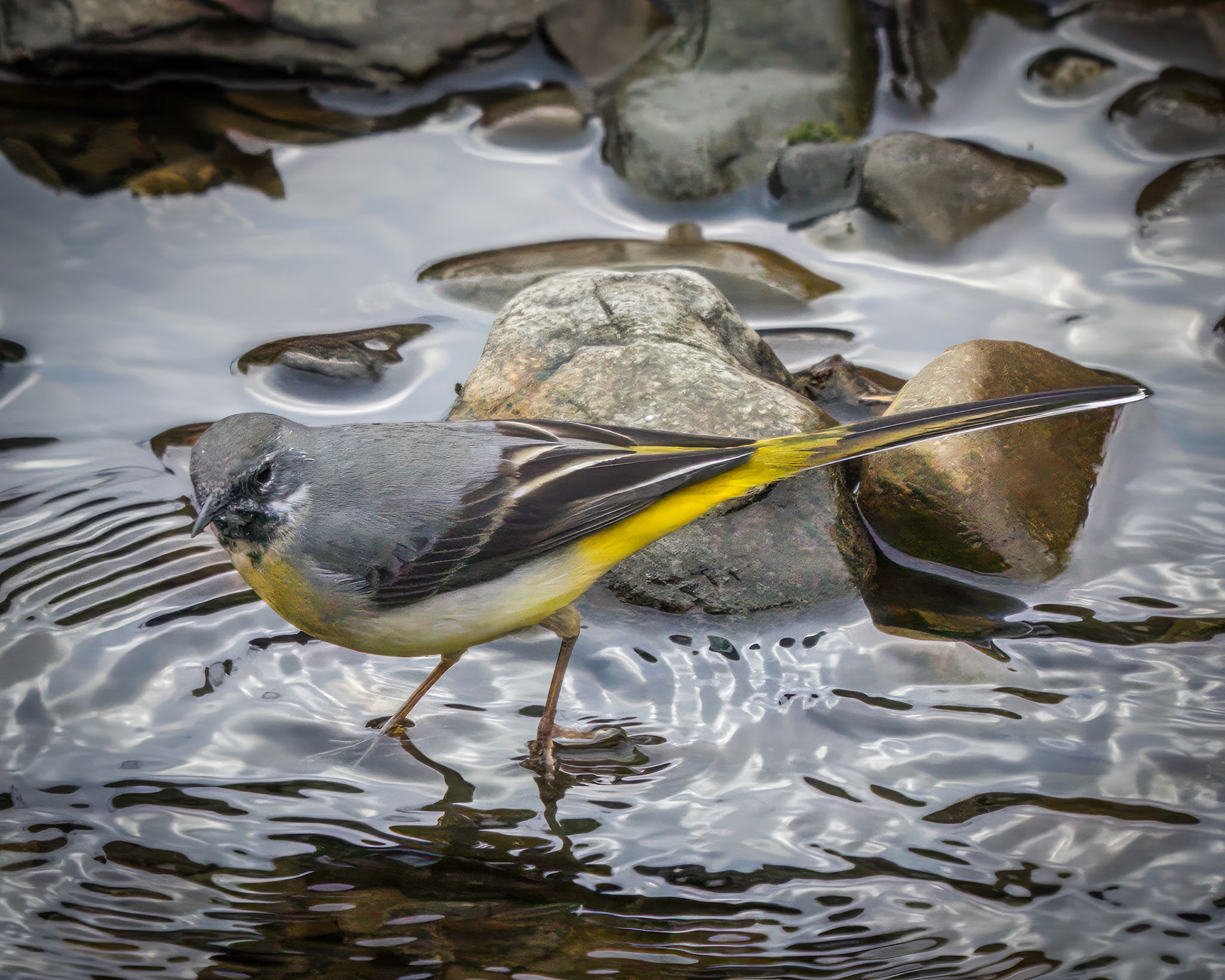Yellow Wagtail