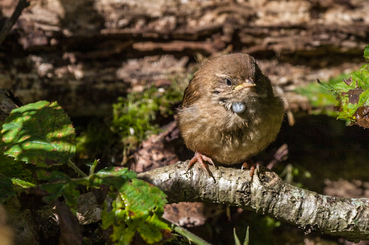 RSPB Ynys-hir reserve
