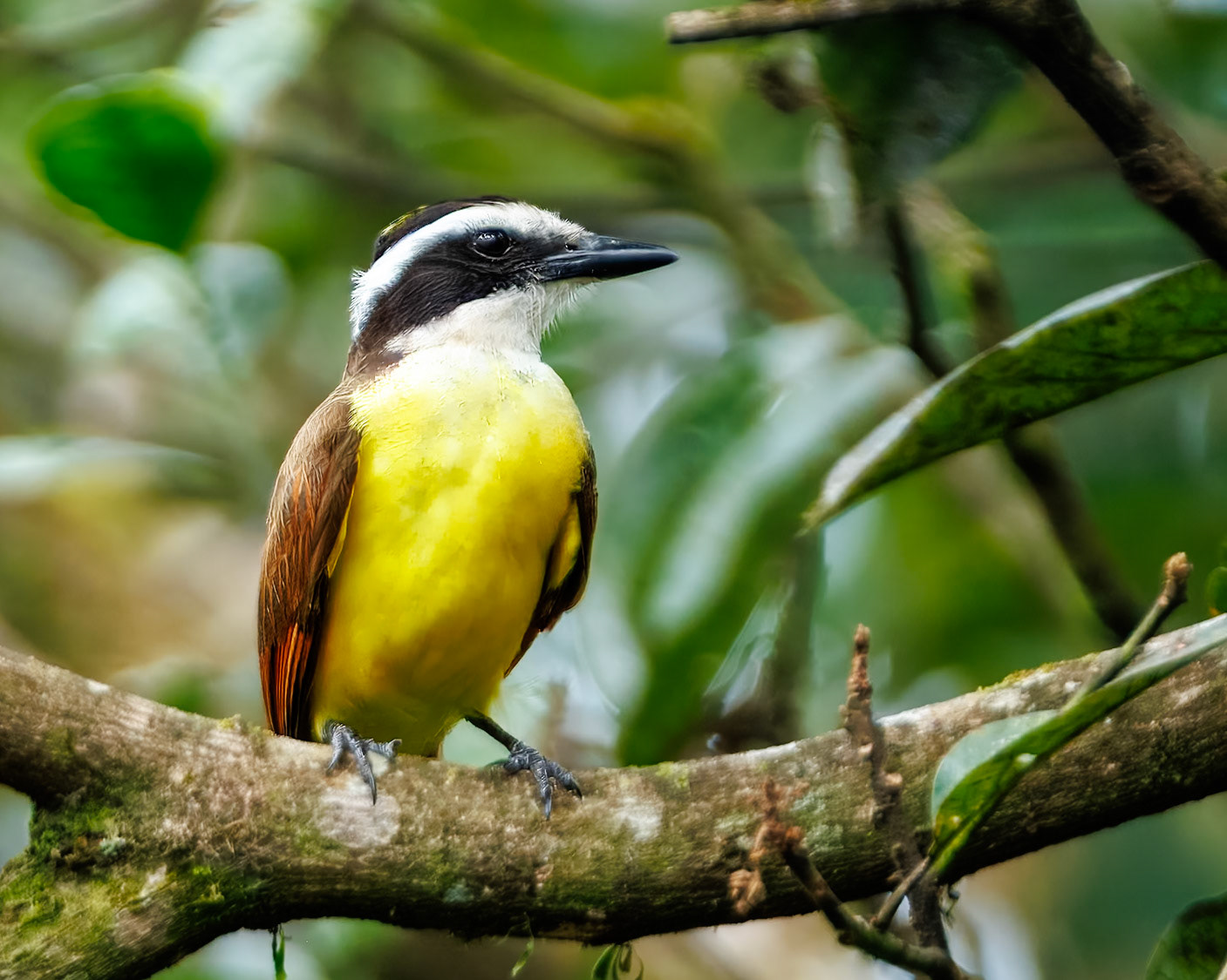 Great Kiskadee