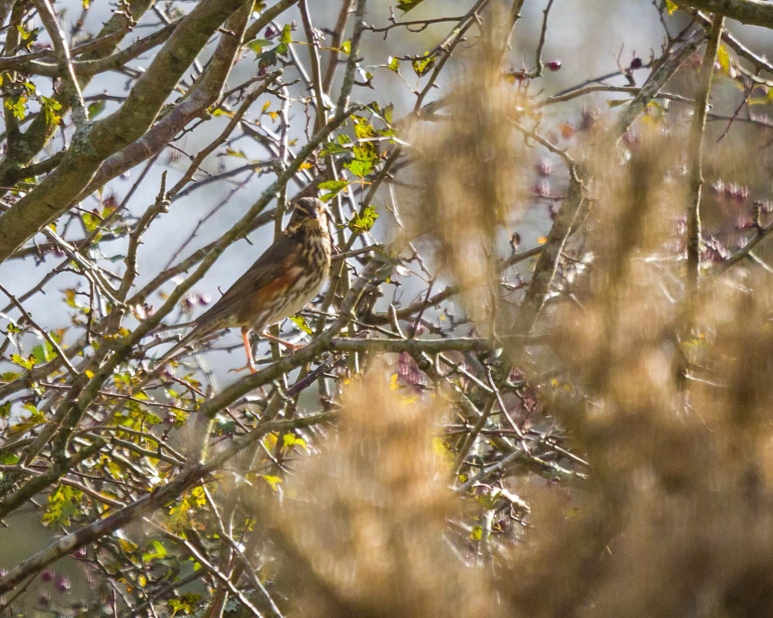Redstart