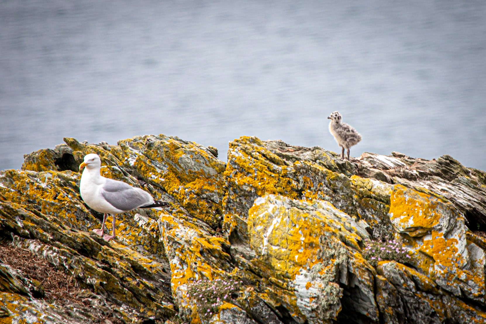 Gull and Chick