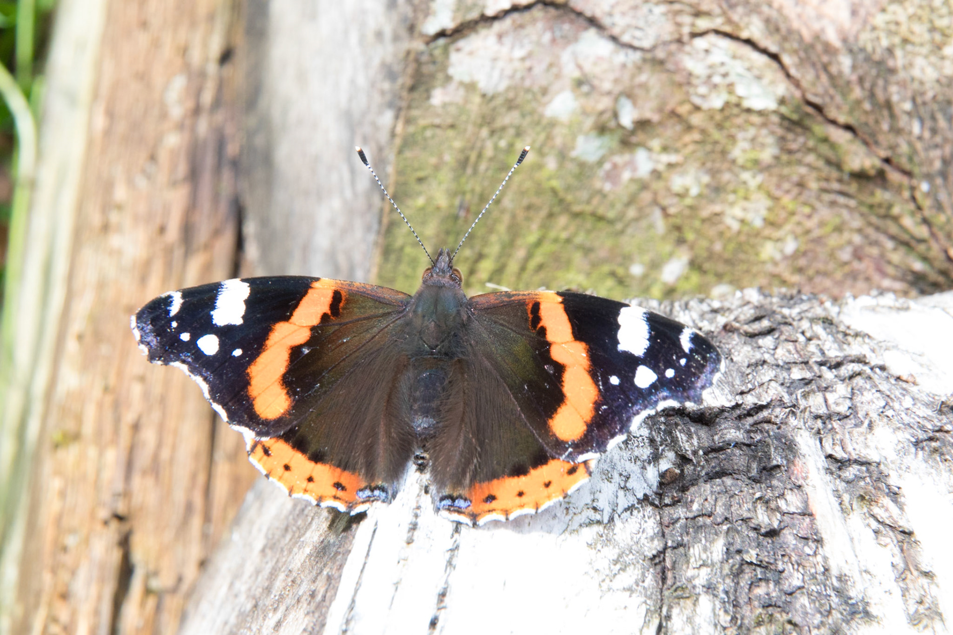 Red Admiral Butterfly