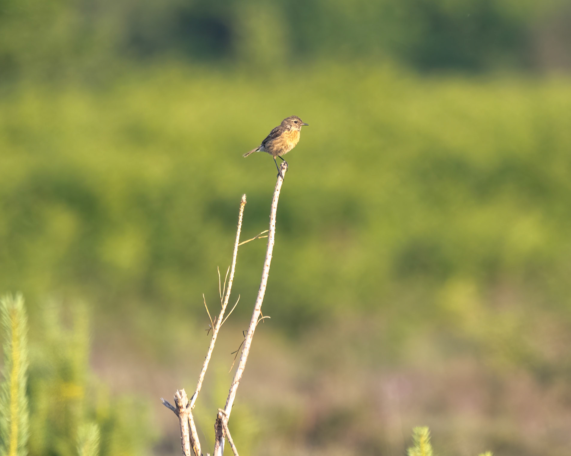 Stonechat