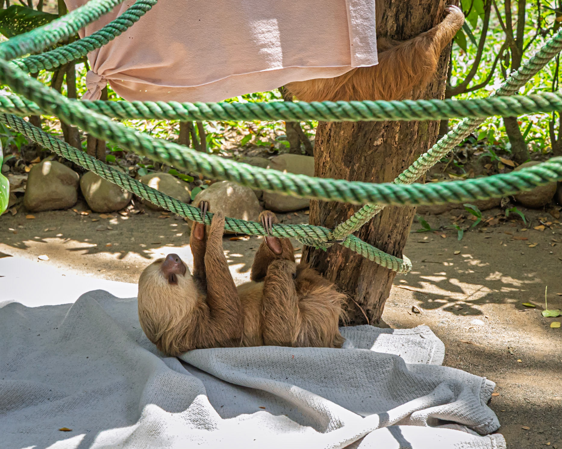 Jaguar Rescue Centre, Young two-toed Sloths's out for Vit.D Hopefully they will be released.