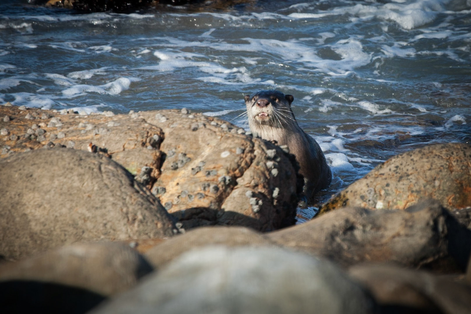 In and around Cape St Francis South Africa