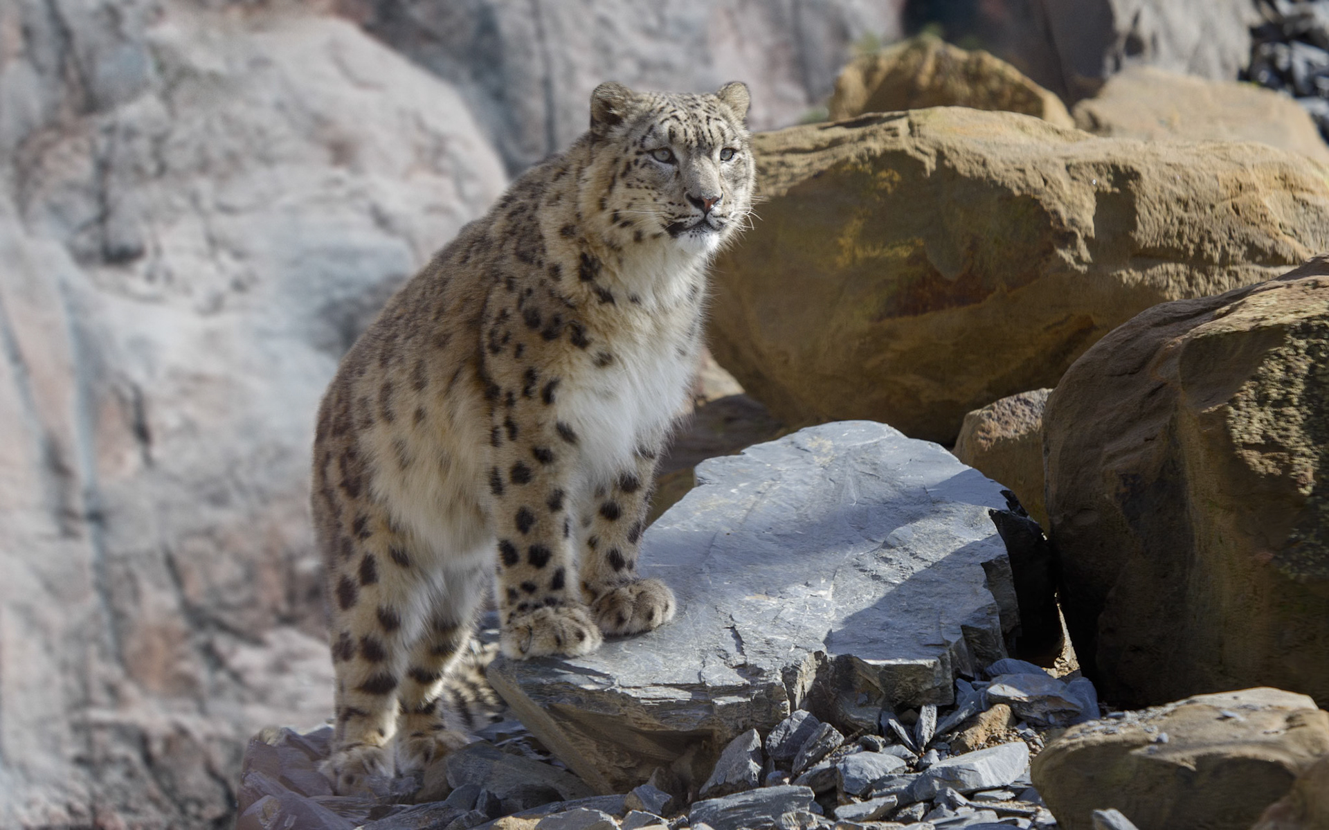 Young Snow Leopard at Chester Zoo