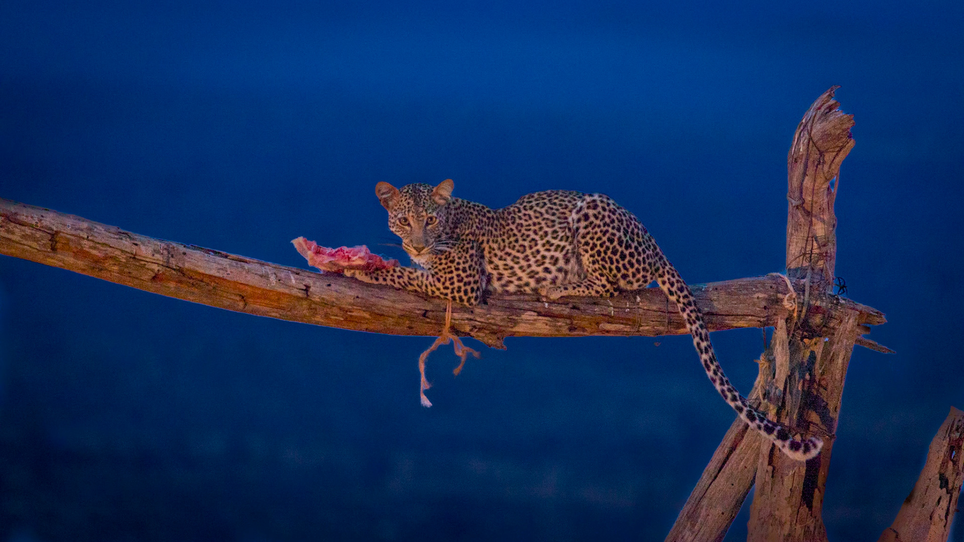 Photos taken at Tsavo East and West, Kenya