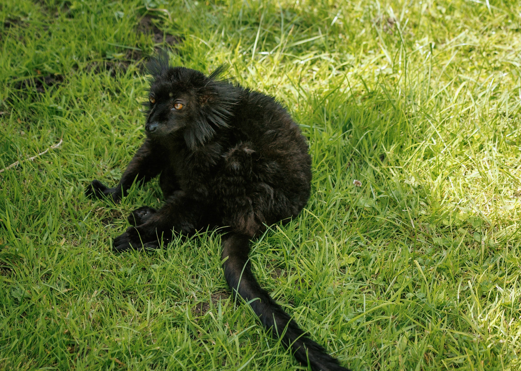Black Lemur, Peak Wildlife Park