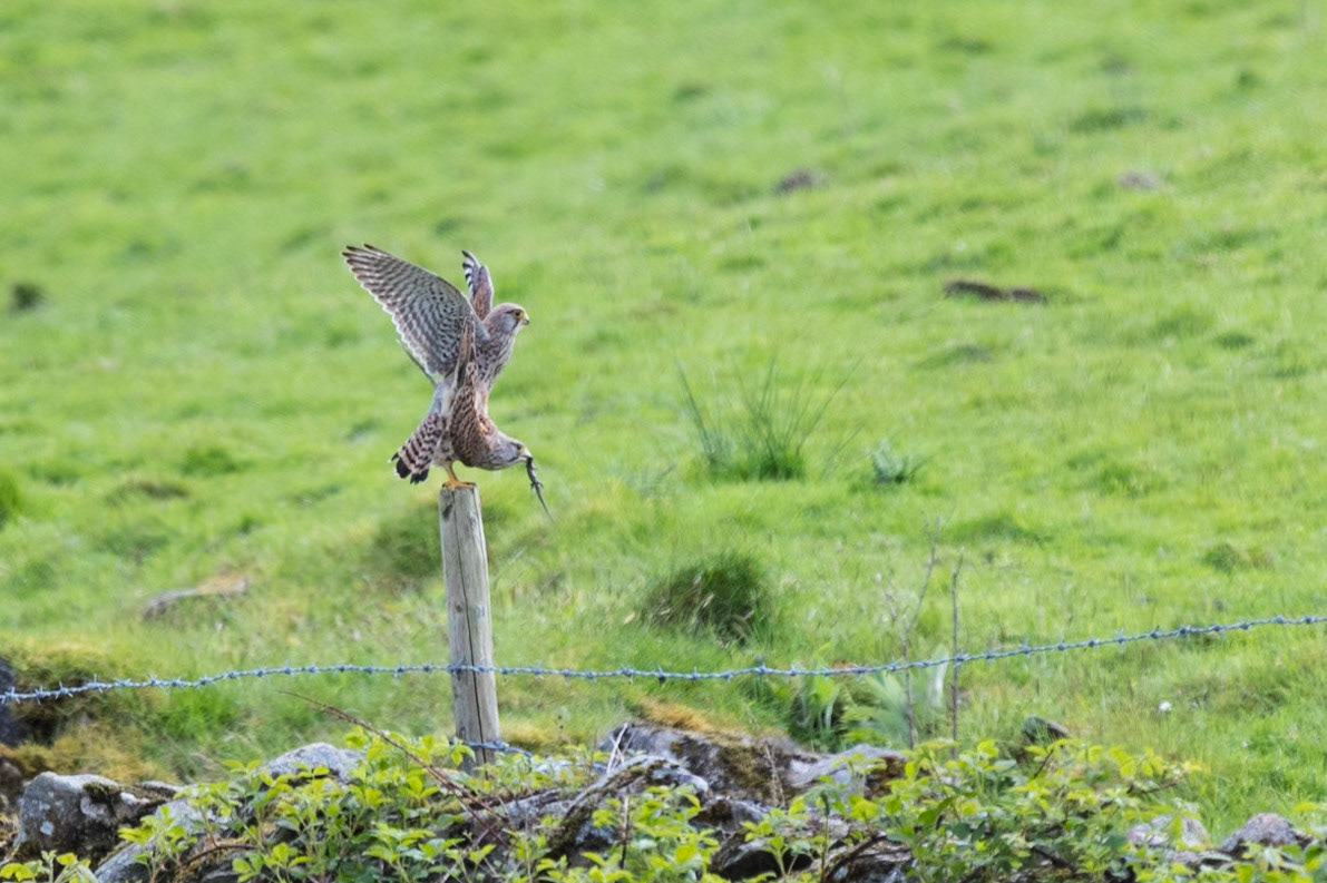 Typical Male, cannot wait till the meal is over.
