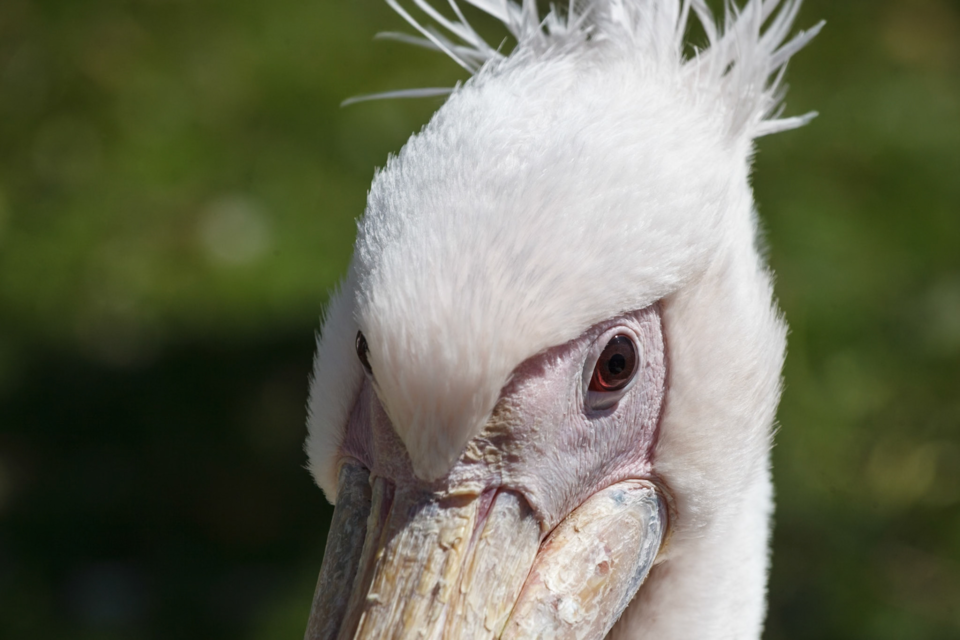 Blackbrook Zoological Park