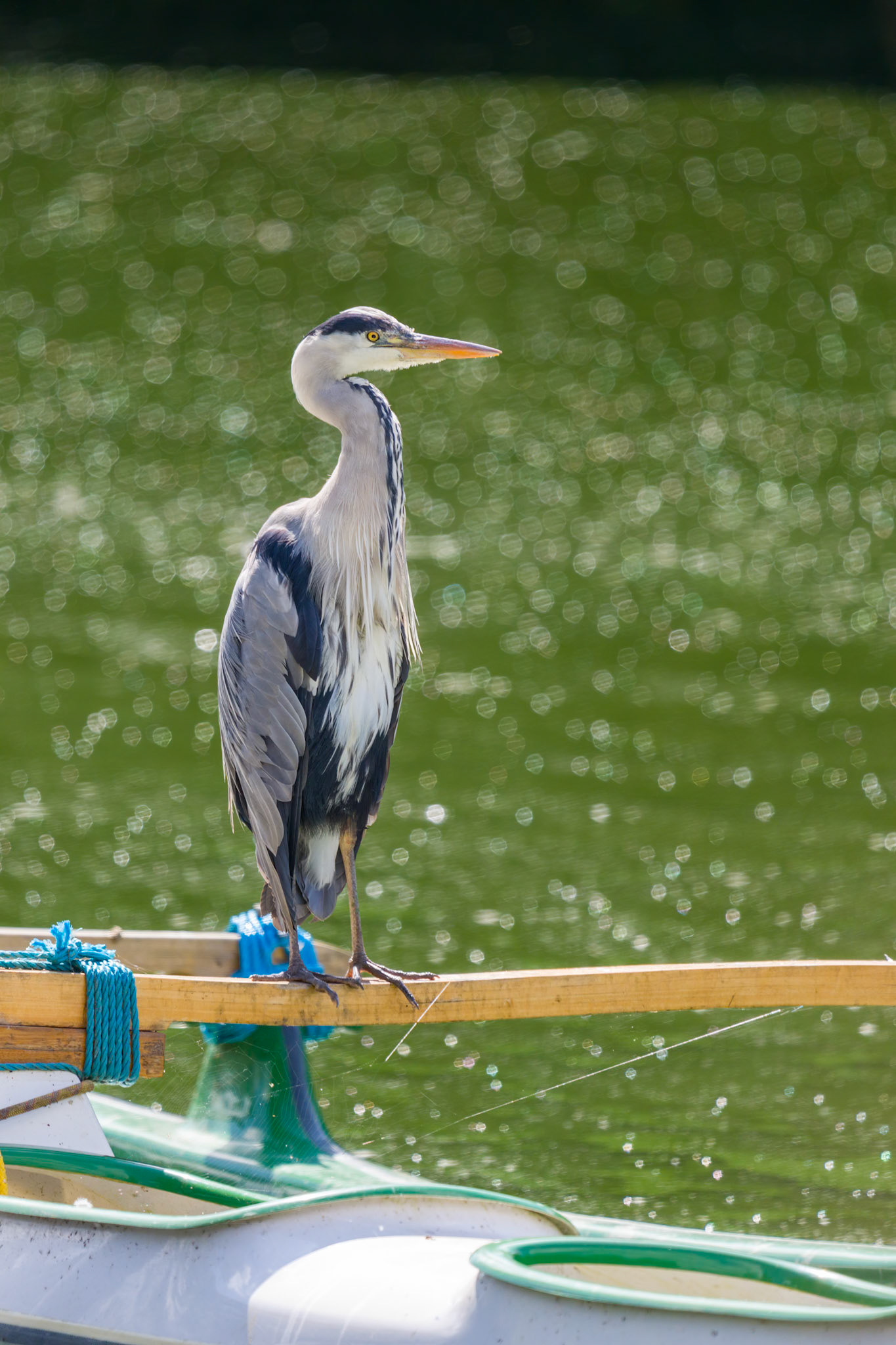 Heron