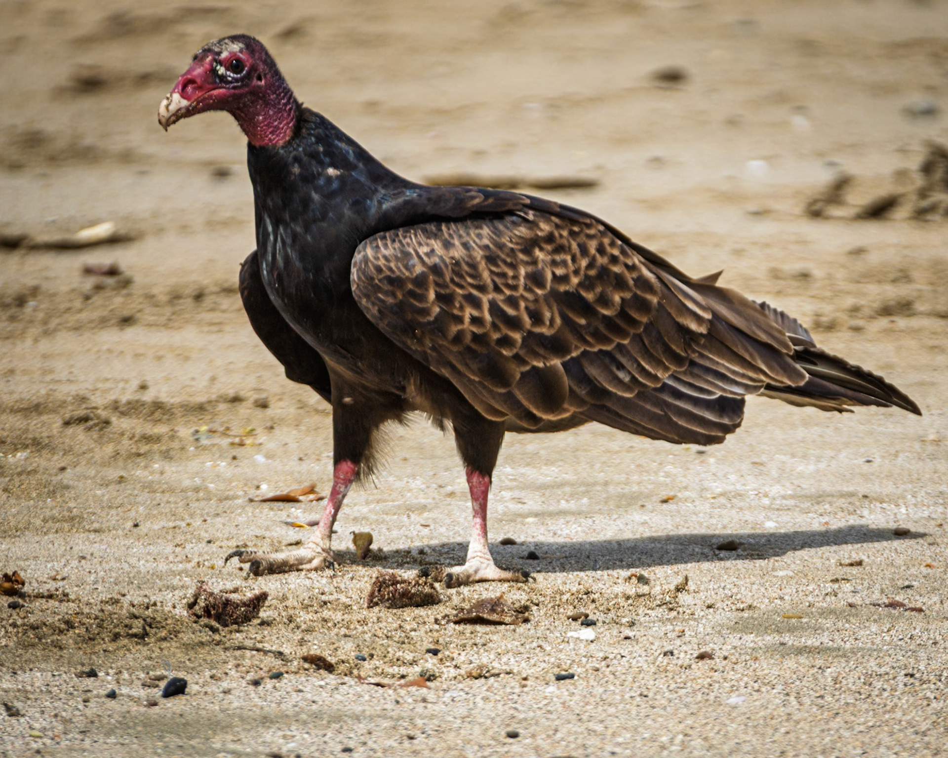 Turkey Vulture