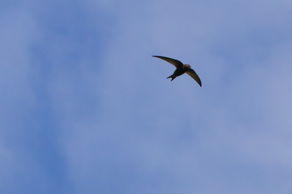 RSPB Conway. Best I could do in the wind and the speed they fly