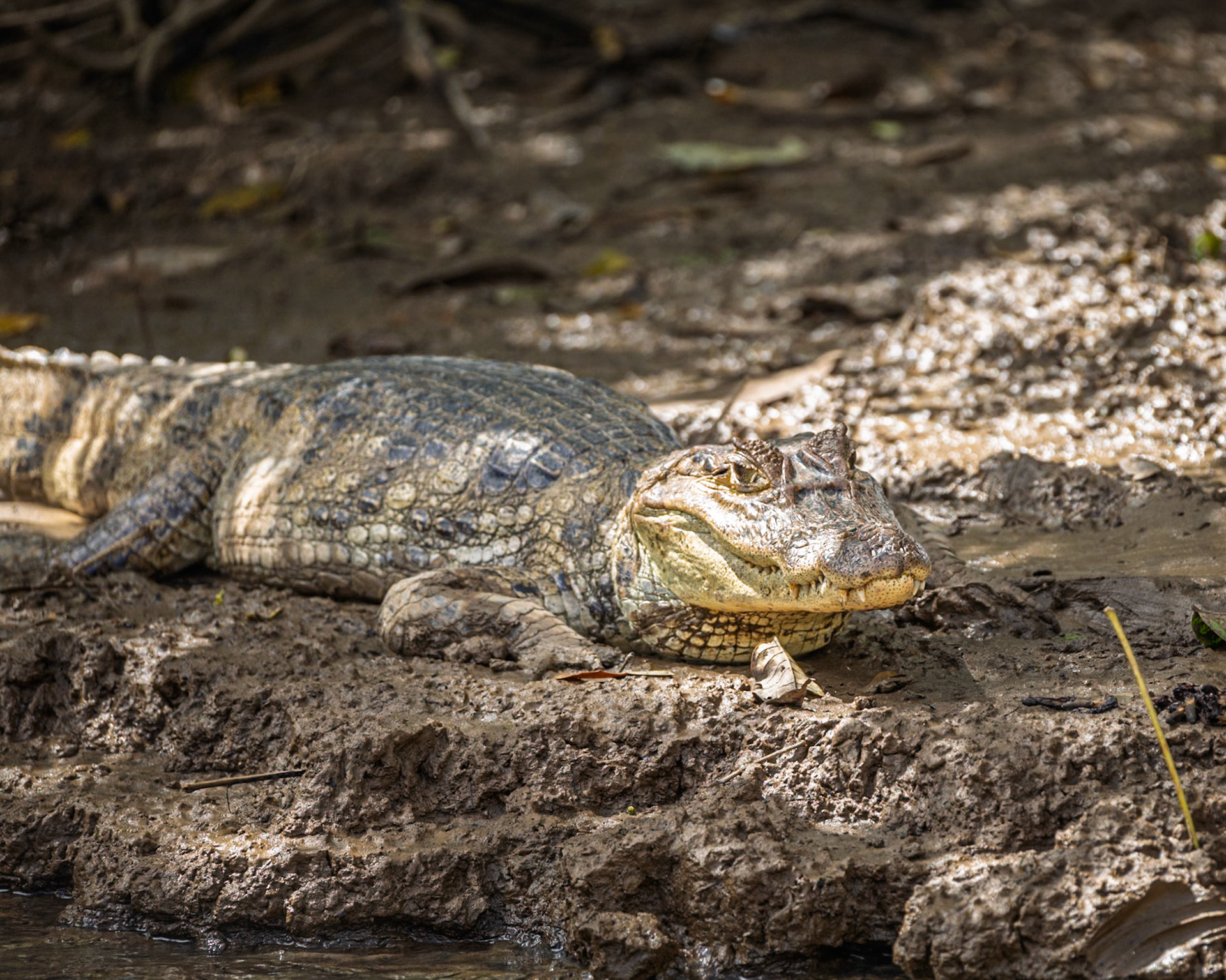 Caiman