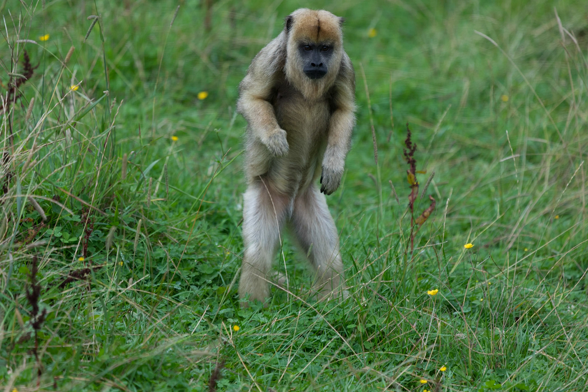 South Lakeland Safari Zoo