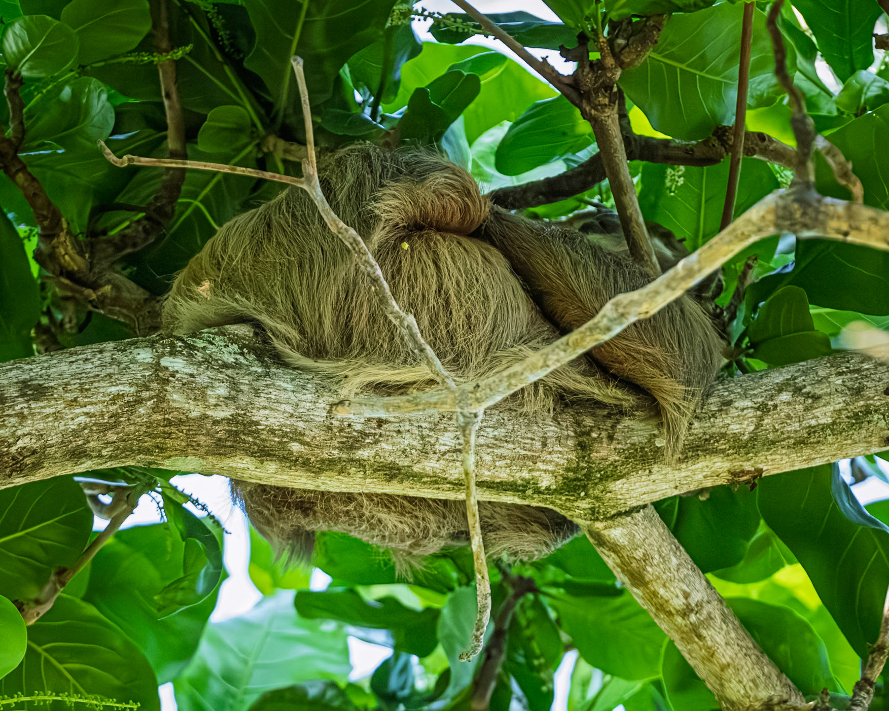 Two-toed Sloth