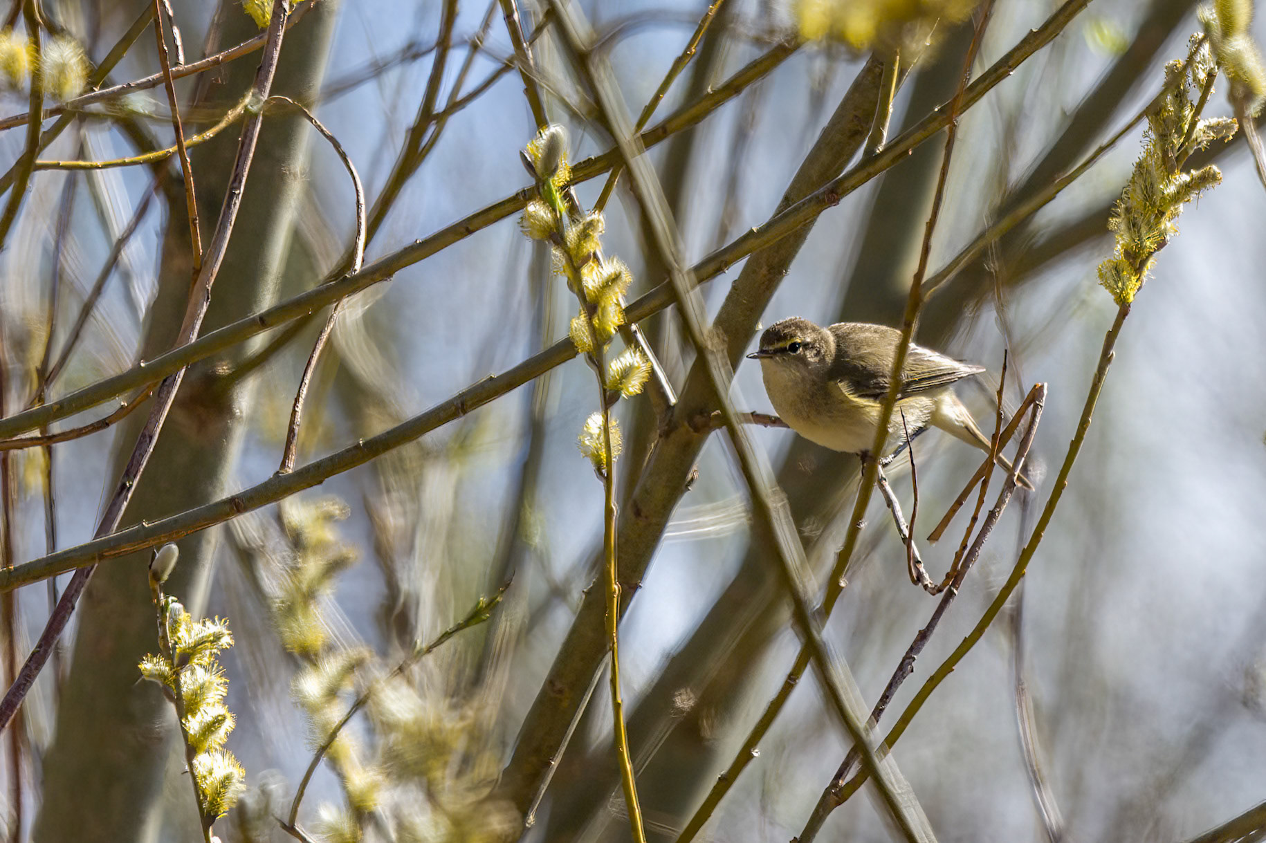 WWT Slimbridge
