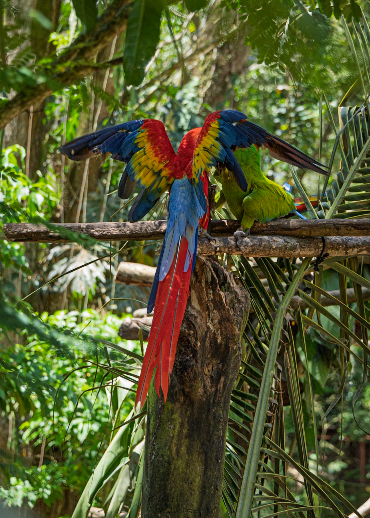 Jaguar Rescue Centre, Scarlet Macaw