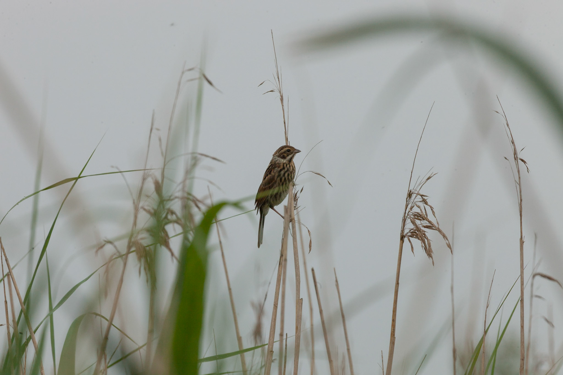 Female Reed Bunting